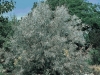 Elaeagnus Angustifolia